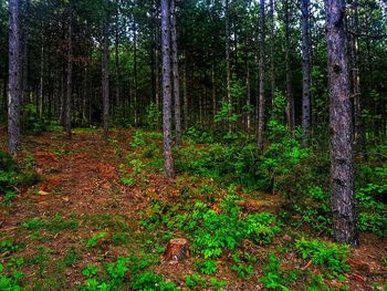 Trees growing in forest