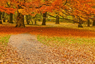 Trees in forest during autumn