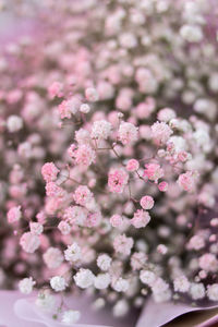 Close-up of pink cherry blossom tree