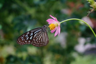 Close-up of butterfly pollinating on flower