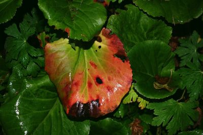 Close-up of maple leaf on tree