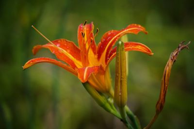 Close-up of red flower