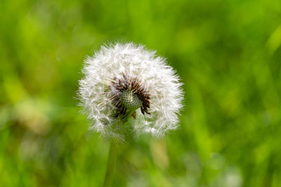 Close-up of dandelion flower