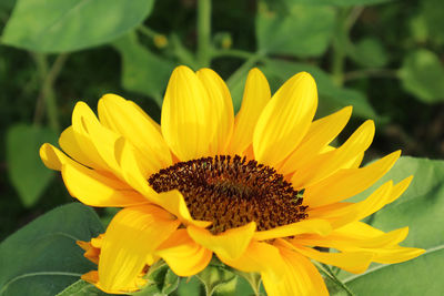 Close-up of sunflower