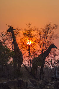 Giraffes standing on land against sky during sunset