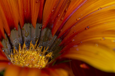 Extreme close-up of red flower