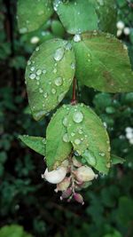 Close-up of raindrops on leaves