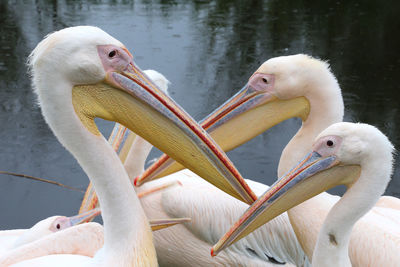 Close-up of pelican in lake