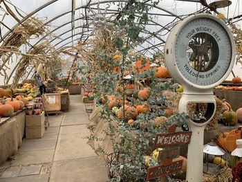 Potted plants at market stall