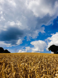 Crops growing on field against sky