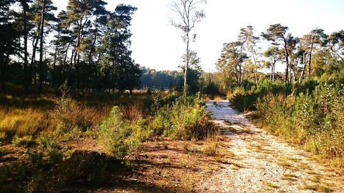 Dirt road passing through field