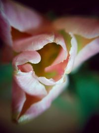 Close-up of pink flowers blooming outdoors