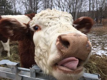 Close-up portrait of sheep