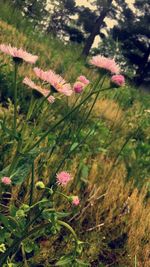 Close-up of pink flowers