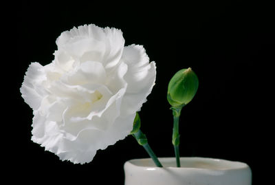 Close-up of white rose against black background