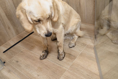 Young golden retriever sitting in the shower on ceramic tiles with dirty paws.