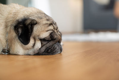 Close-up of a dog