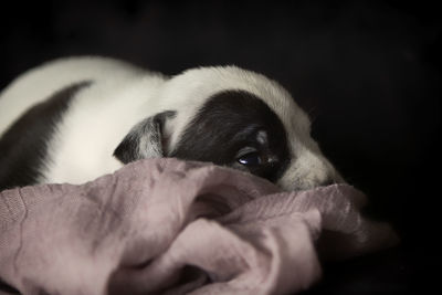 American bully pups