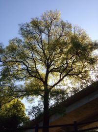 Low angle view of trees against sky