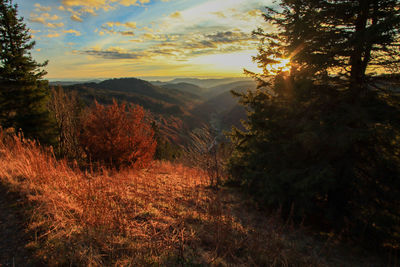 Scenic view of forest against sky during sunset