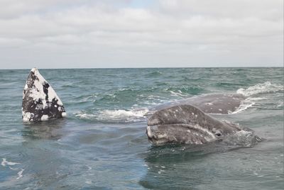 View of whales in sea