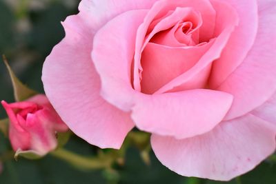 Close-up of pink rose