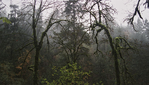 Low angle view of trees in forest