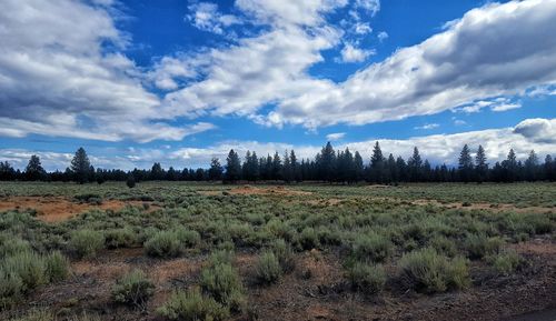 Scenic view of field against cloudy sky