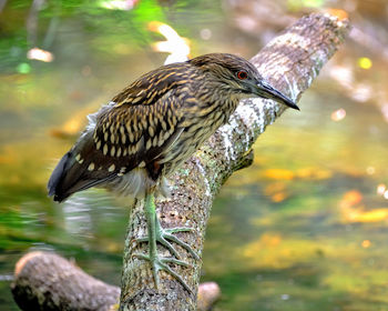 Juvenile yellow-crowned night-heron perched on tree limb