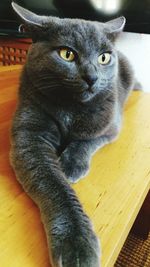 Close-up portrait of cat sitting on table