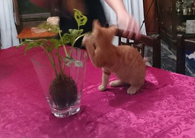 Midsection of woman with pink flower on table