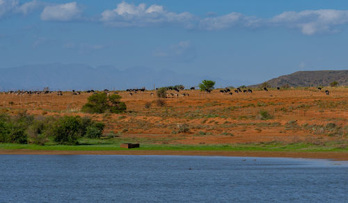 Scenic view of desert against sky