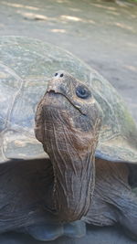 Close-up of tortoise in lake