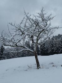 Bare tree on snow covered landscape against sky