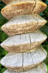 Close-up of tree trunk in forest