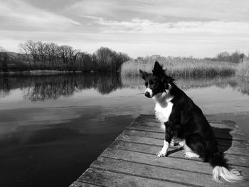 Dog by lake against sky
