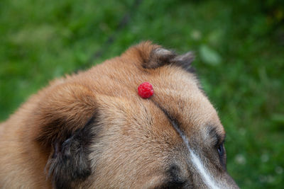 Raspberries on a dog's head