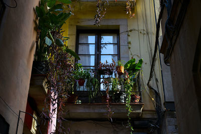Low angle view of potted plants on window of building