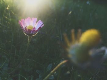 Close-up of flower against blurred background