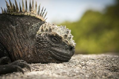 Close-up of marine iguana relaxing on rock