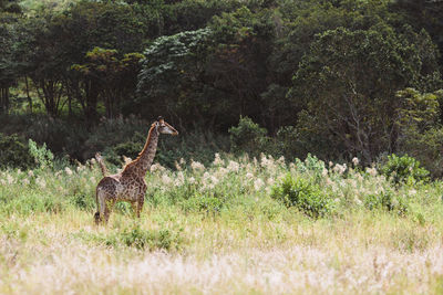 Side view of giraffe standing on field