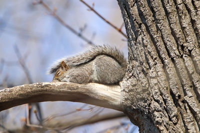 Low angle view of squirrel sleeping on tree