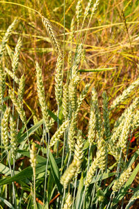plant