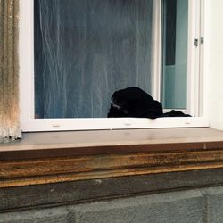 Black cat on window sill