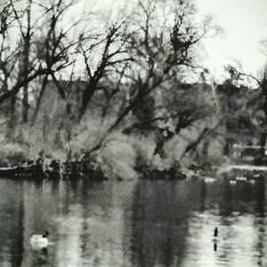 Reflection of trees in water