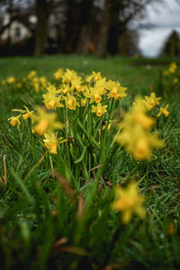 Close-up of yellow flowering plants on field