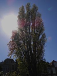 Low angle view of trees against sky