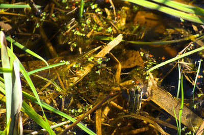 Close-up of insect on grass