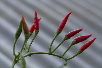 Close-up of red chili peppers plant