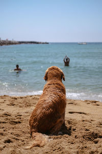 View of an animal on beach